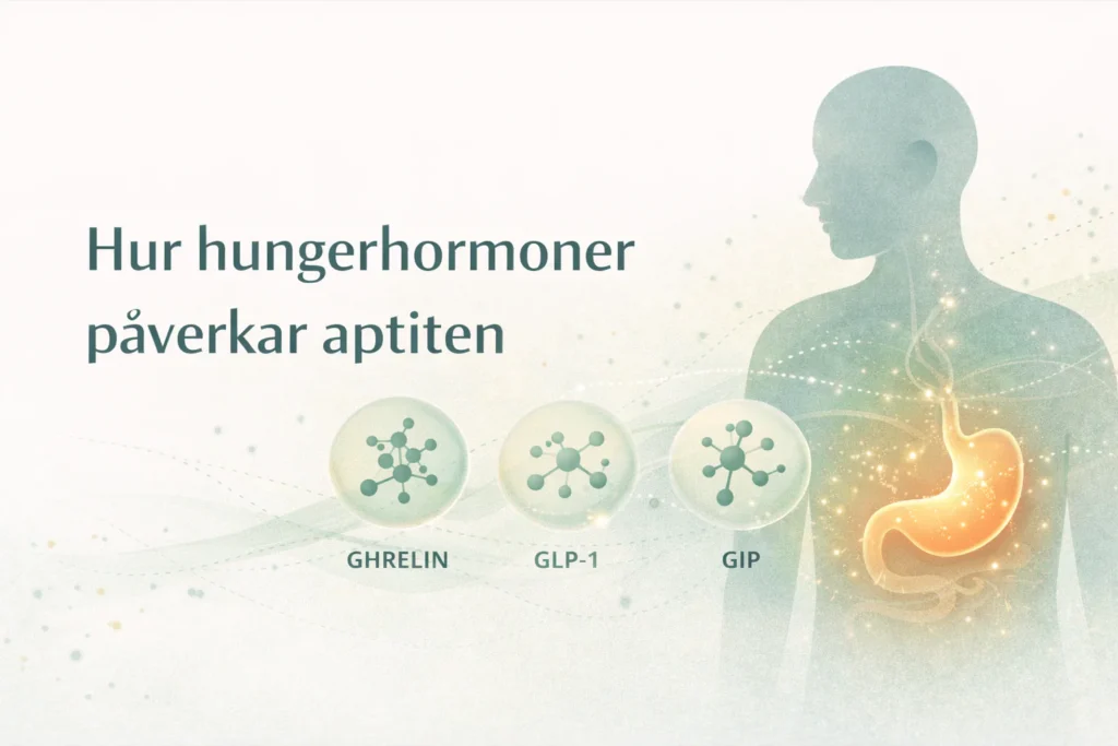 how hunger hormones affect appetite